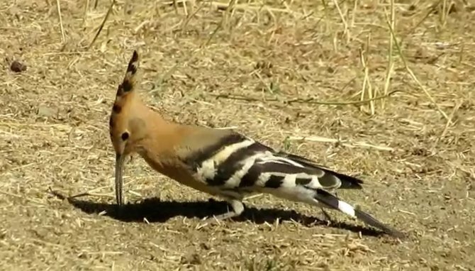 Eşlerine Bağlılıklarıyla Bilinen İbibik Kuşlarının Yem Telaşı
