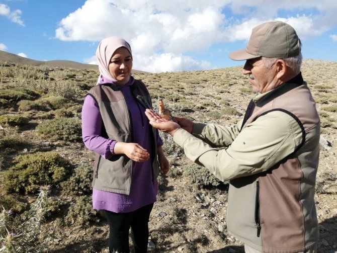 Yaralı İbibik Kuşu Tedavi Altına Alındı