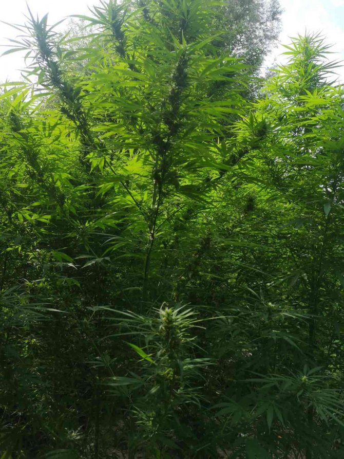 Ormanda Kenevir Ekti, Suçüstü Yakalandı