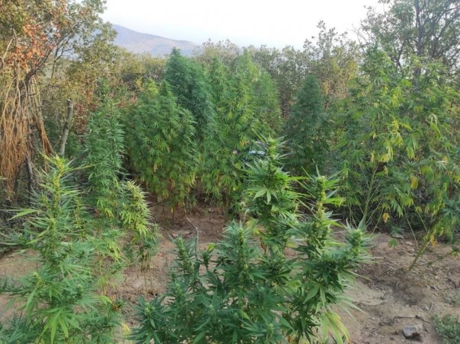 Manisa’da Jandarmadan Kenevir Operasyonu