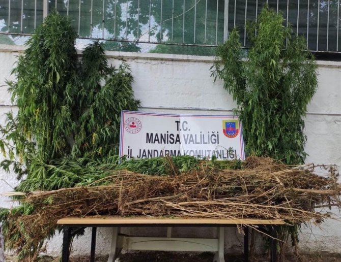 Manisa’da Jandarmadan Kenevir Operasyonu