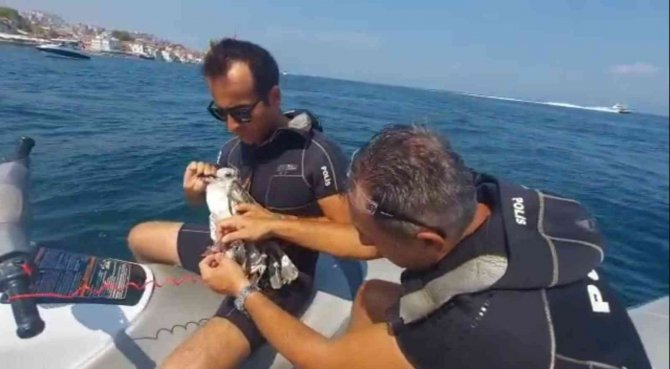 Bursa’da Martı Kurtarma Operasyonu
