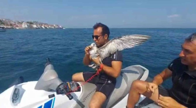 Bursa’da Martı Kurtarma Operasyonu