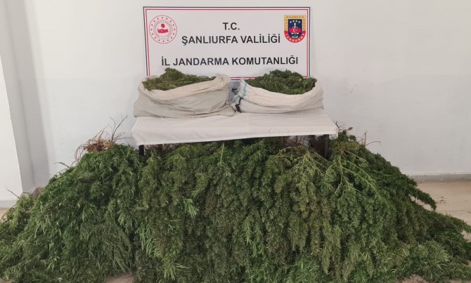 Şanlıurfa’da Uyuşturucu Operasyonu