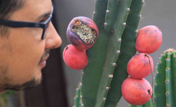 Ejder Meyvesi Ve Hint İncirine Alternatif "Peru Elması"