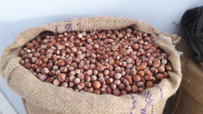 Fındık Fiyatı Yükselme Trendinde