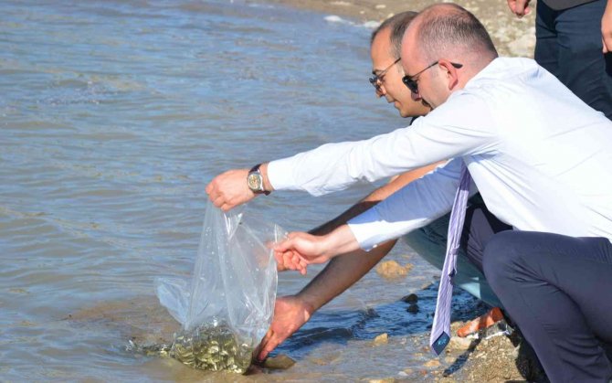 Binlerce Sazan Yavrusu Suya Bırakıldı