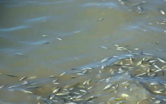 Binlerce Sazan Yavrusu Suya Bırakıldı