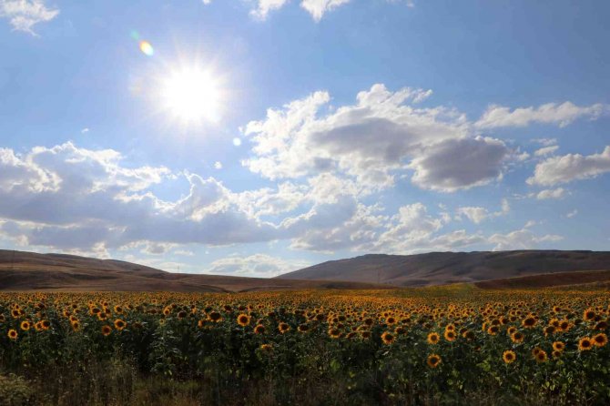 Ay Çiçeği Üretimi Yüzde 400 Arttı