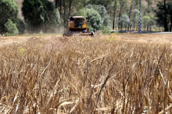 Tmo, Hububat Alım Süresini Uzattı