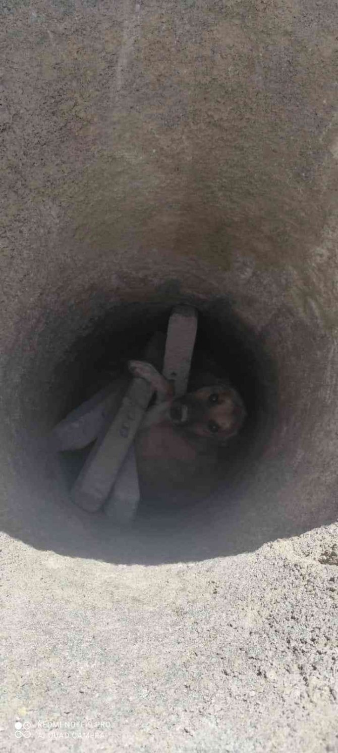 Rögara Düşen Köpek Kurtarıldı
