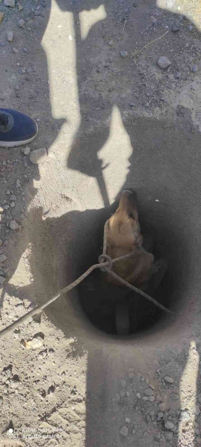 Rögara Düşen Köpek Kurtarıldı