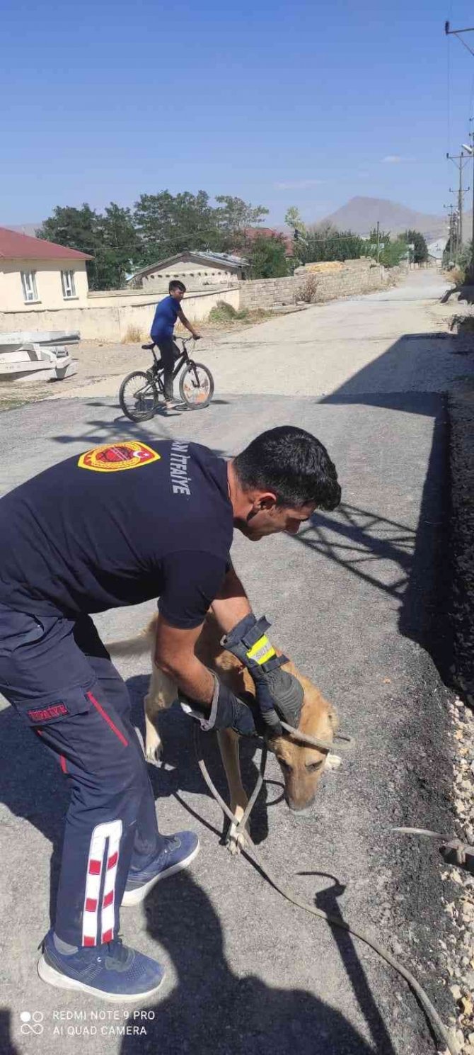 Rögara Düşen Köpek Kurtarıldı
