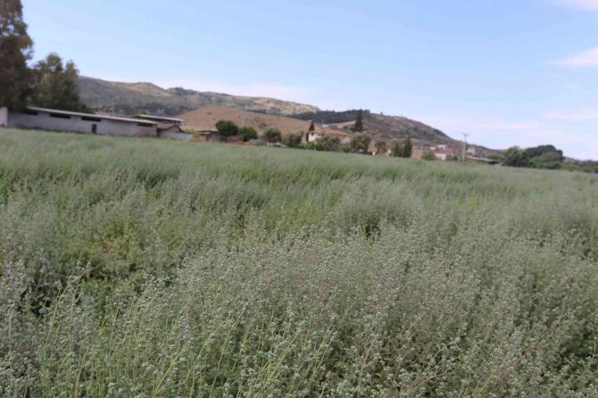 Kaymakam Şahin’in Son Projesi “Efeler Kekik Kokuyor” Oldu