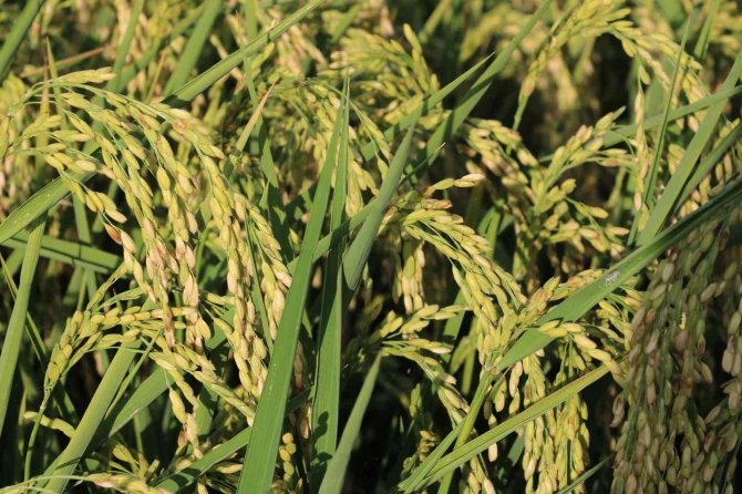 Baba Mesleğini Sürdüren 2 Kız Kardeş, Çeltikte Yüksek Verim Ve Kalite Bekliyor