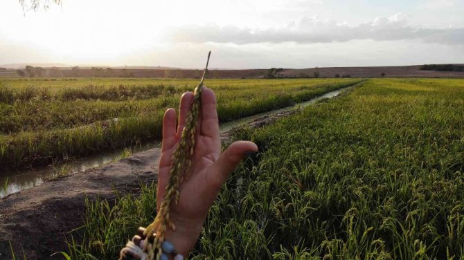 Baba Mesleğini Sürdüren 2 Kız Kardeş, Çeltikte Yüksek Verim Ve Kalite Bekliyor