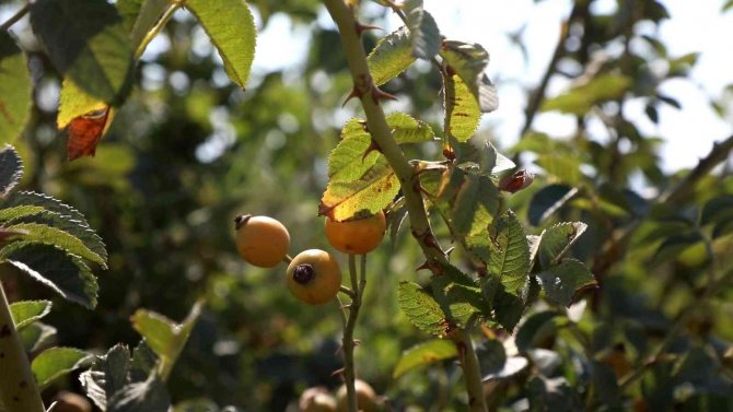 Başkan Çerçioğlu, Alternatif Tarım Ürünleriyle Aydın Çiftçisine Destek Oluyor