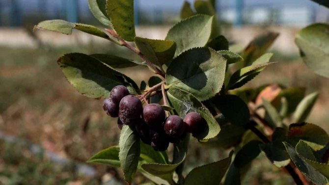 Başkan Çerçioğlu, Alternatif Tarım Ürünleriyle Aydın Çiftçisine Destek Oluyor