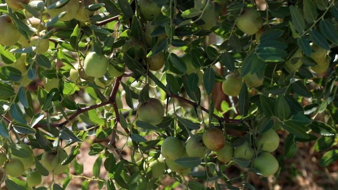 Başkan Çerçioğlu, Alternatif Tarım Ürünleriyle Aydın Çiftçisine Destek Oluyor