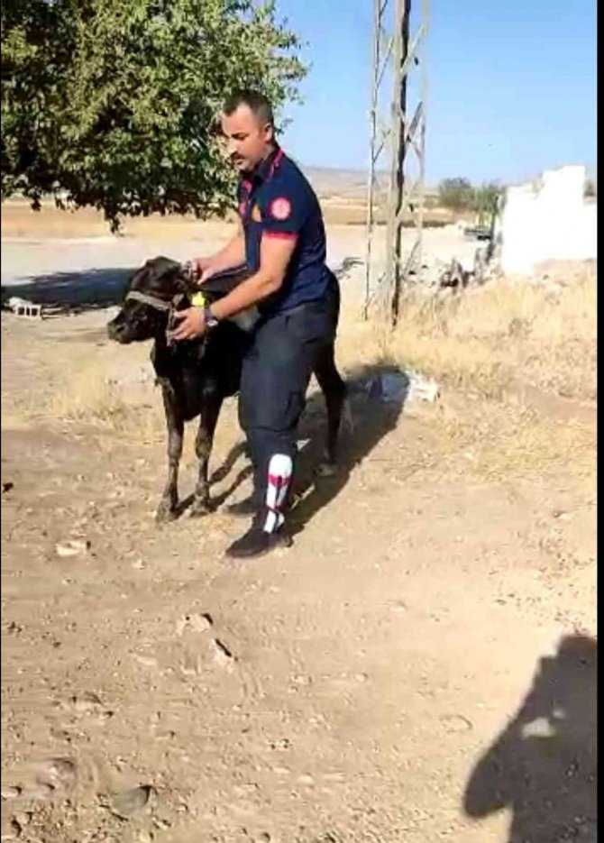 Batman’da Su Kanalına Düşen İnek İtfaiye Ekipleri Tarafından Kurtarıldı