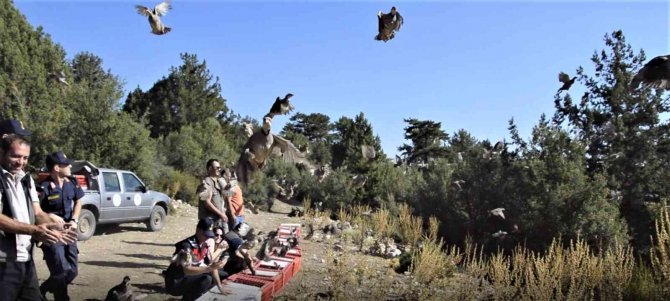 Doğaya 520 Kınalı Keklik Salındı