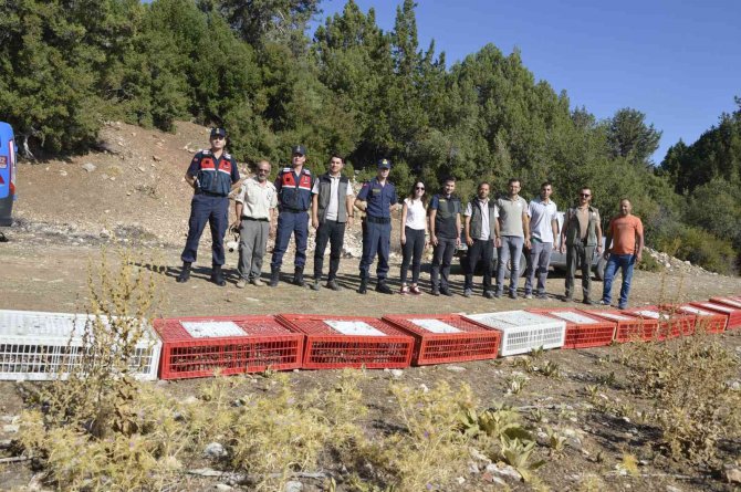 Doğaya 520 Kınalı Keklik Salındı