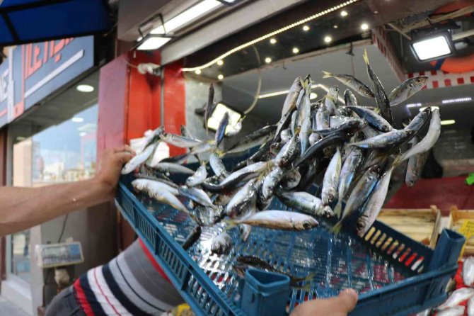 Sezonun İlk Balıkları Tezgahlarda: Palamuda Niyet, İstavrite Kısmet