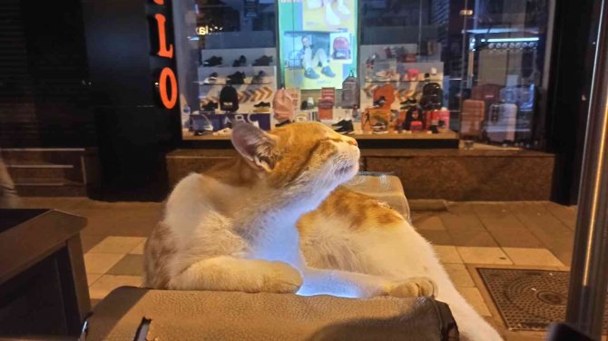Turnikeye Yatan Kedinin Rahatlığı İlgi Odağı Oldu