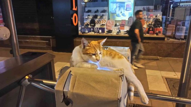 Turnikeye Yatan Kedinin Rahatlığı İlgi Odağı Oldu