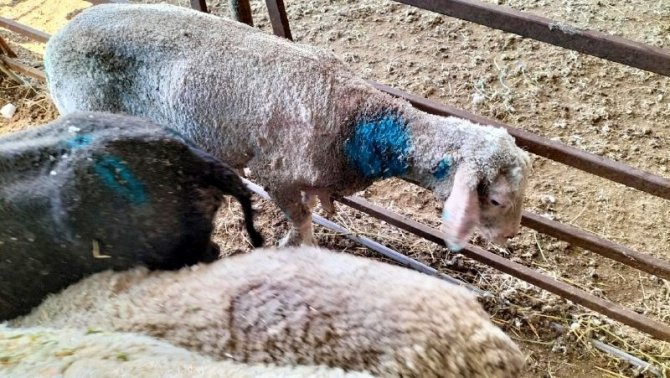 Osmaniye’de Sokak Köpekleri Küçükbaş Hayvan Çiftliğine Saldırdı