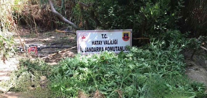 Ormanlık Alanda 322 Kök Kenevir Bitkisi Ele Geçirildi.