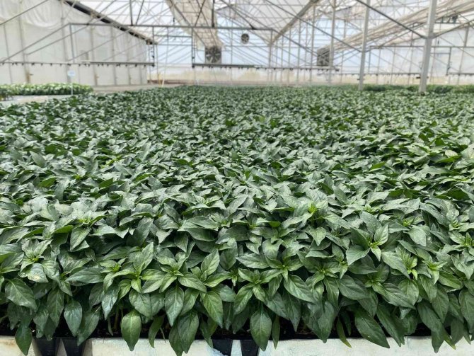 Antalyalı Çiftçilerin Domatese Talebi Yüzde 30 Arttı