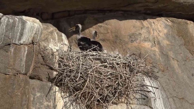 Bozkırın Yaban Hayatı Fotokapanda