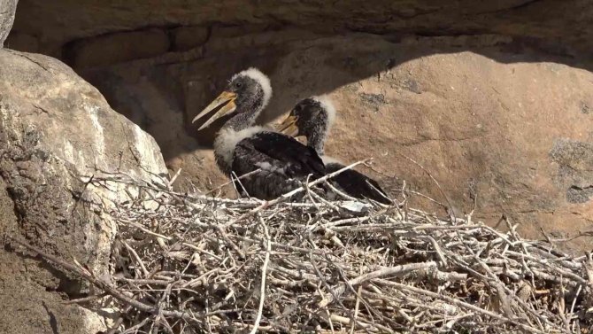 Bozkırın Yaban Hayatı Fotokapanda