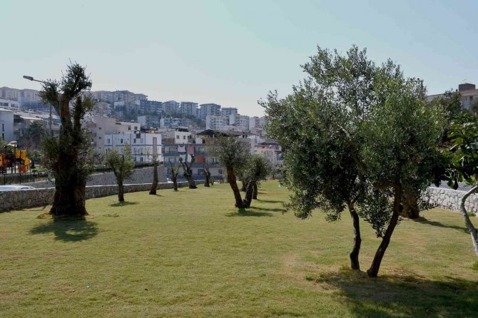 Kesilmekten Kurtarılan Ağaçlar Parklara Dikiliyor