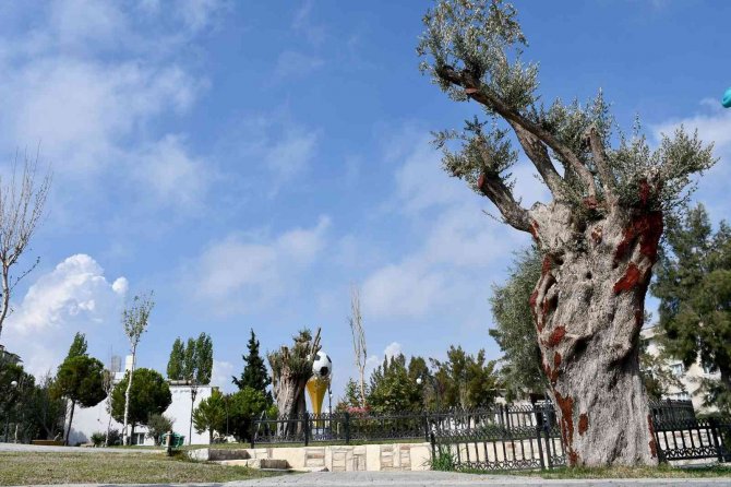 Kesilmekten Kurtarılan Ağaçlar Parklara Dikiliyor