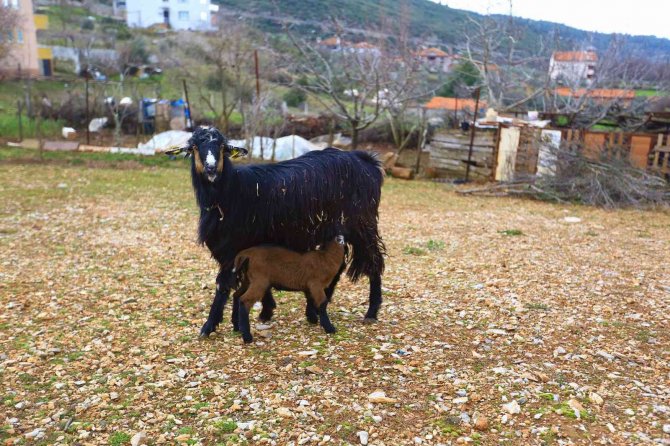 Kıl Keçisi Projesi Meyvelerini Veriyor