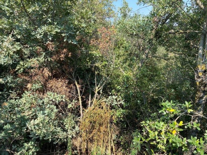 Turgutlu’da Ormanlık Alanda Kenevir Bitkisi Ele Geçirildi