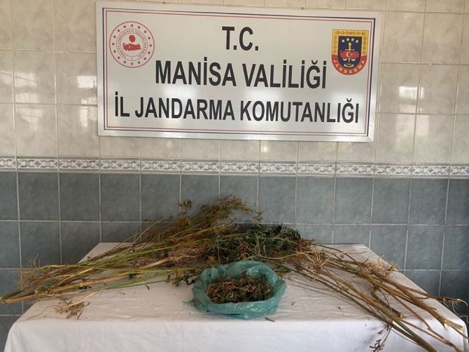 Turgutlu’da Ormanlık Alanda Kenevir Bitkisi Ele Geçirildi