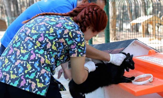 Kampüs İçindeki Hayvanlar Aşılanıyor