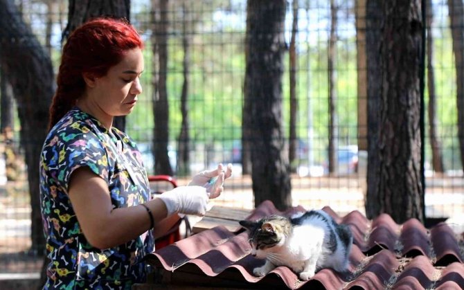 Kampüs İçindeki Hayvanlar Aşılanıyor