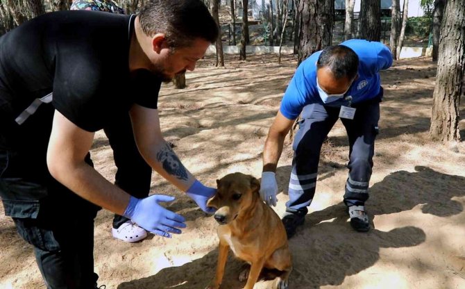 Kampüs İçindeki Hayvanlar Aşılanıyor