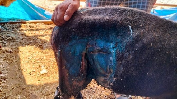 Osmaniye’de Sokak Köpekleri Küçükbaş Hayvan Çiftliğine Saldırdı
