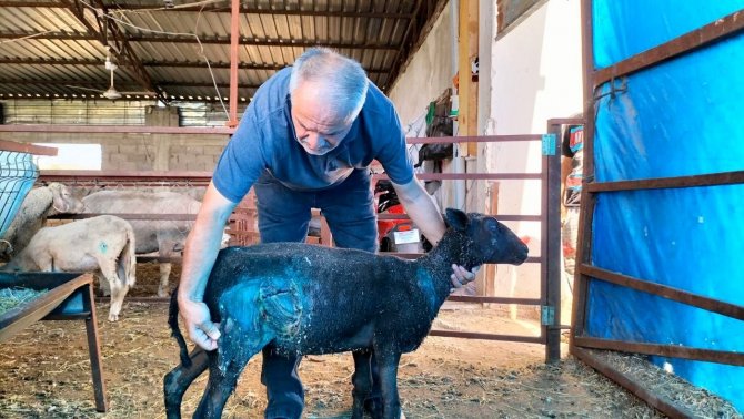 Osmaniye’de Sokak Köpekleri Küçükbaş Hayvan Çiftliğine Saldırdı