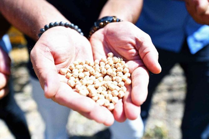 Pursaklar’da Mercimek Ve Nohutların Hasat Zamanı