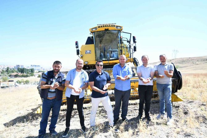 Pursaklar’da Mercimek Ve Nohutların Hasat Zamanı