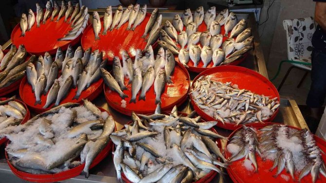 Trabzon’da Yeni Balık Av Sezonunun İlk Günü Palamutta Beklenti Gerçekleşmedi