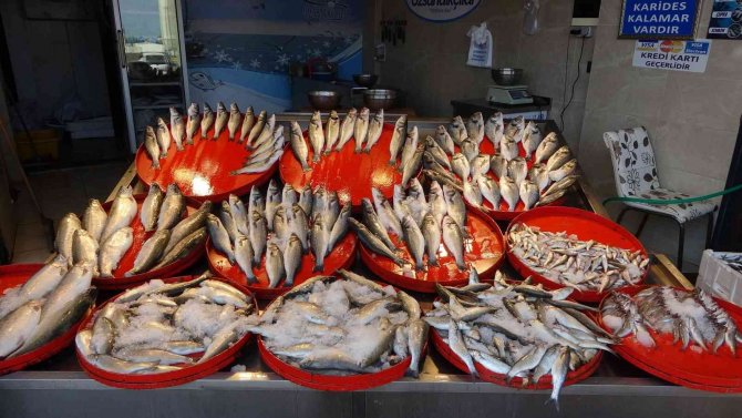 Trabzon’da Yeni Balık Av Sezonunun İlk Günü Palamutta Beklenti Gerçekleşmedi