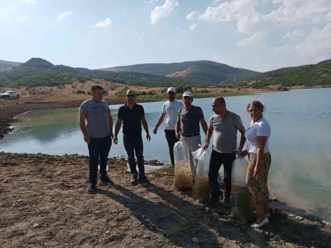 Tunceli’de 100 Bin Adet Pullu Sazan Yavrusu Gölete Bırakıldı