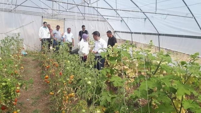 Kaymakam Nasır, Yetiştirilen Ürünleri İnceledi